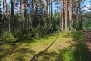В Госдуме разработают закон, упрощающий инвестиции в лесную отрасль  