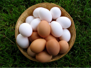 Правительственная подкомиссия поддержала введение тарифной льготы на ввоз пищевого яйца домашних кур