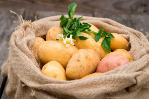 Правительство расширит поддержку производителей картофеля и других овощей