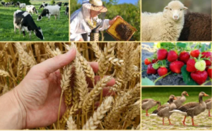 Госдума приняла закон об упрощении порядка регулирования малых сельхозкооперативов