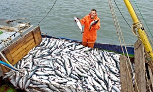 Рыбохозяйственные предприятия Новосибирской области продолжают наращивать объемы производства рыбы